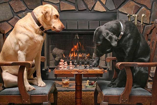 Teach your dog how to play chess