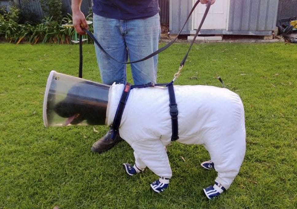 Teach Your Dog Beekeeping