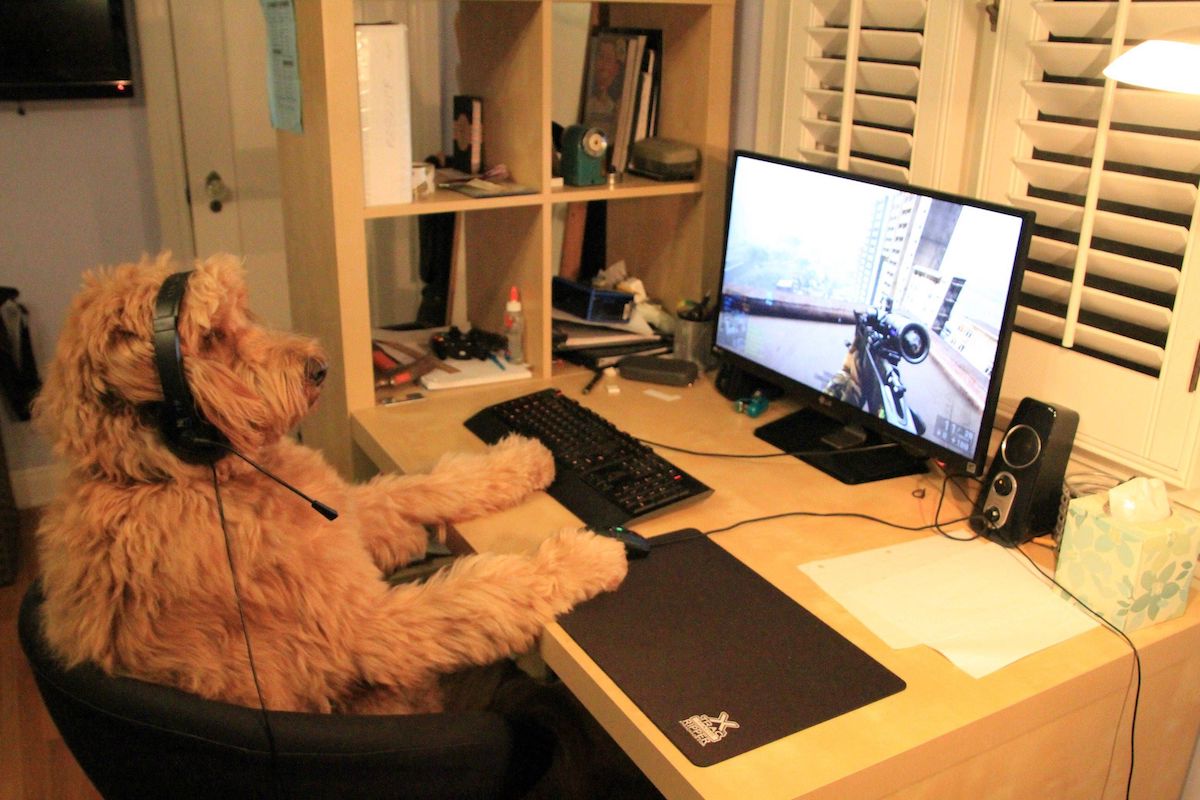Teach Your Dog How to Play Online Multiplayer Games