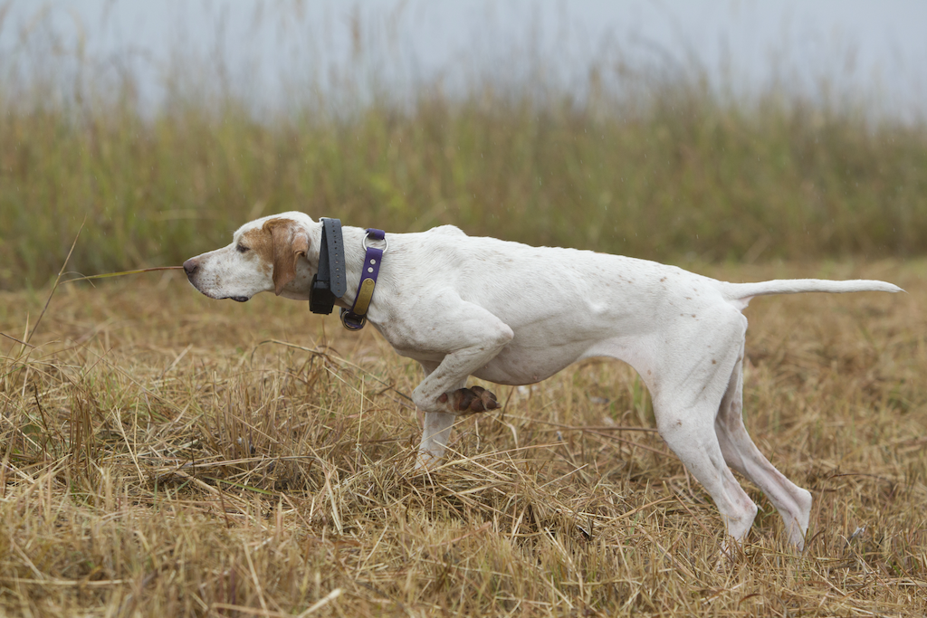 Teach Your Dog How to Not Be a Narc