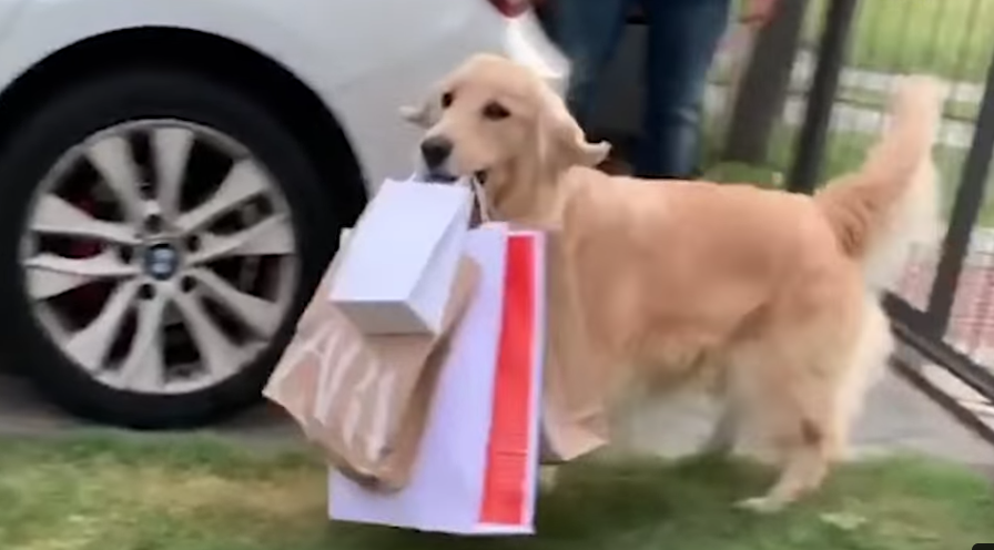 Teach Your Dog How to Resist Consumerism