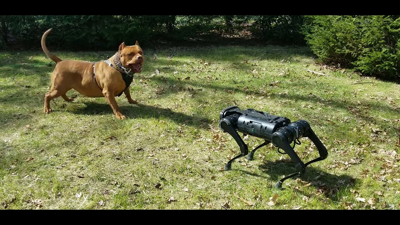 Teach Your Dog How to Join the Singularity (or Teach Your Dog to Drive a Car, Because Why Not?)